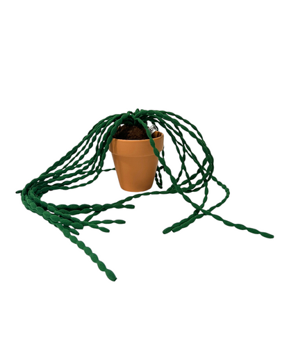 CLUB BB Green bean! Ver.2