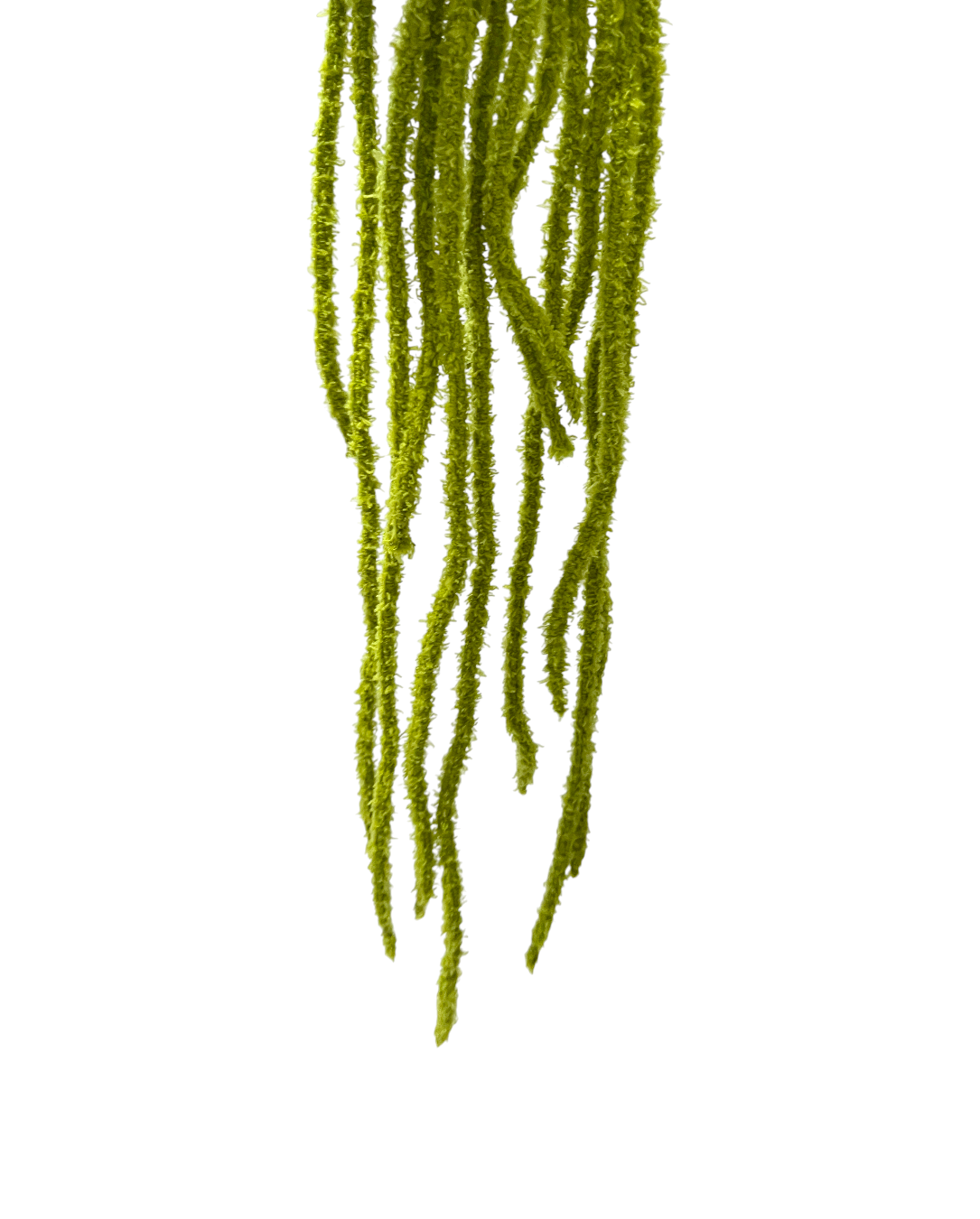 CLUB BB Spaghetti Ver.2